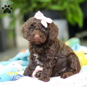 Bella, Mini Goldendoodle Puppy